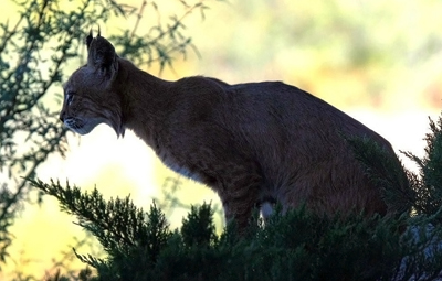 bobcat